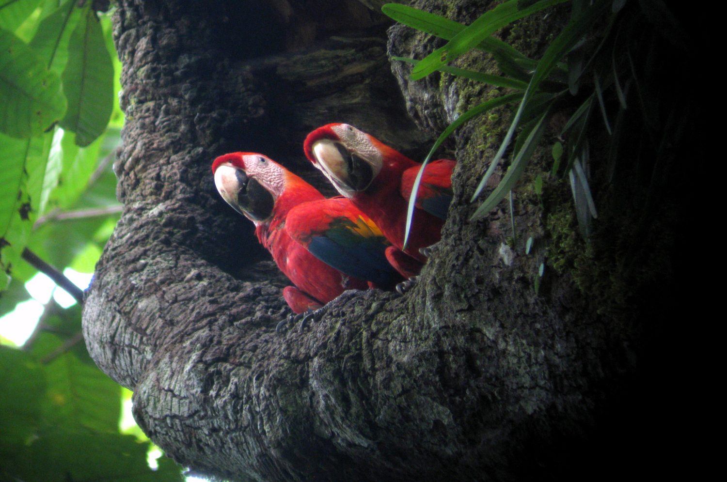 Carara National Park Tour — tour & adventure in Costa Rica