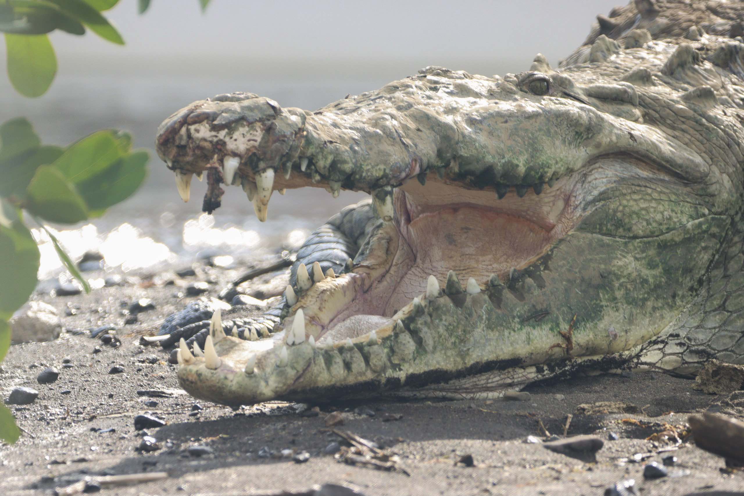 Jungle River & Crocodile Adventure Tour — tour & adventure in Costa Rica