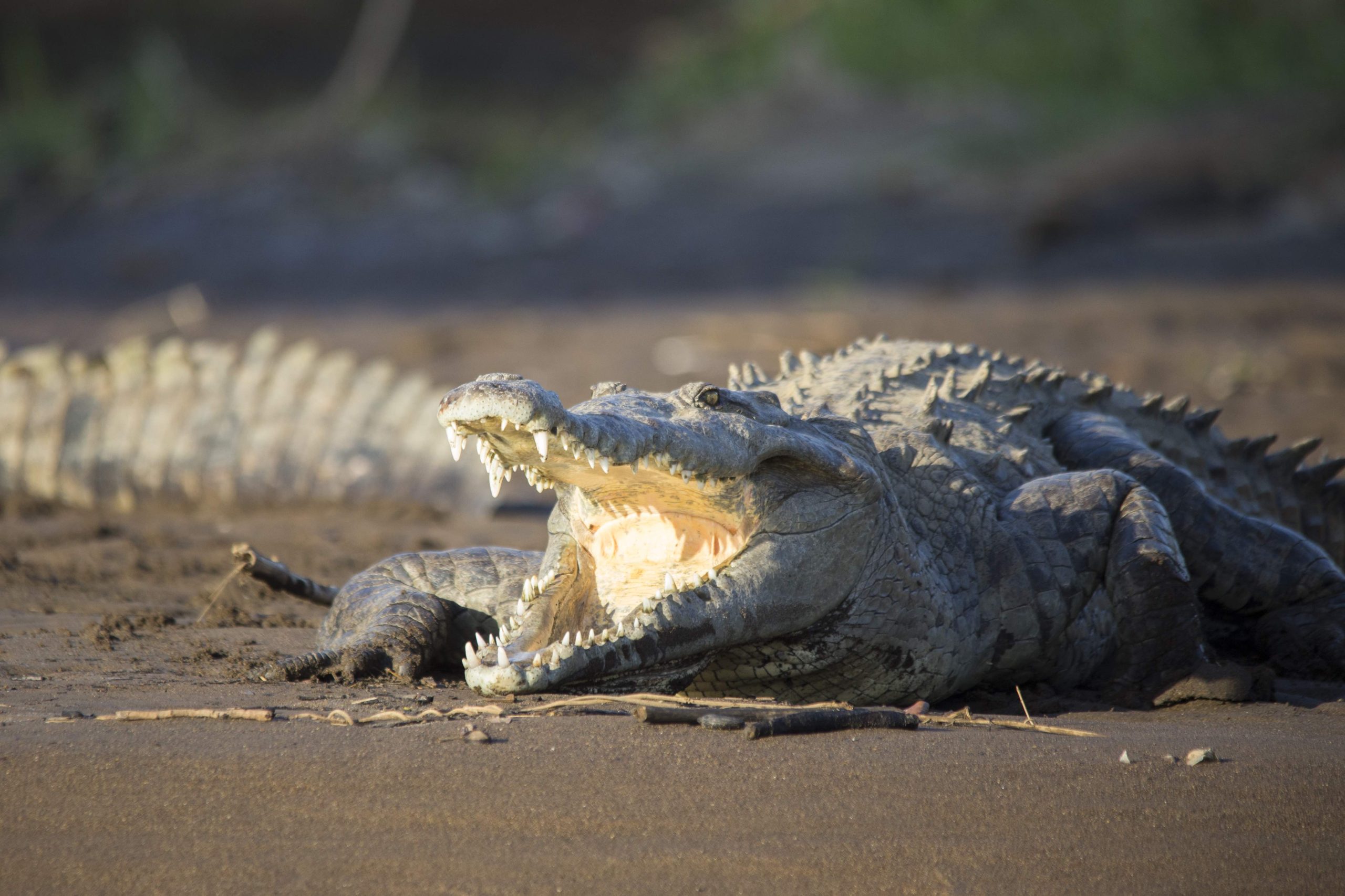 Jungle River & Crocodile Adventure Tour 3